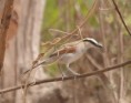 /album/photogallery/black-crowned-tchagra-jpg/